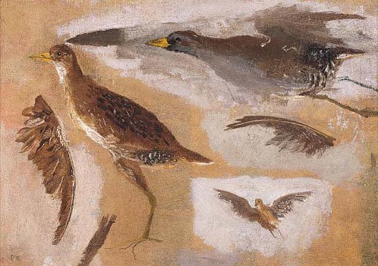 Studies of Game Birds, probably Viginia Rails